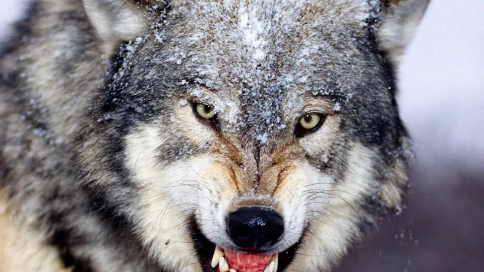 A close-up photograph of a wolf’s face in snowy conditions