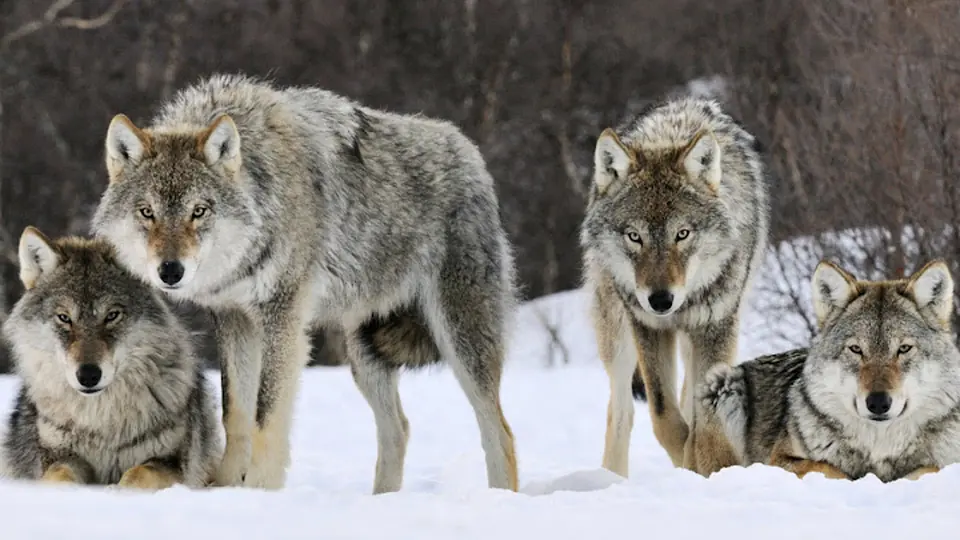 A pack of grey wolves standing together in snow